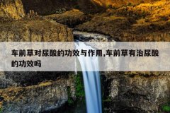 <b>车前草对尿酸的功效与作用,车前草有治尿酸的功效吗</b>