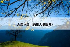 人药大全（药用人参图片）