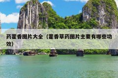 药藿香图片大全（藿香草药图片主要有哪些功效